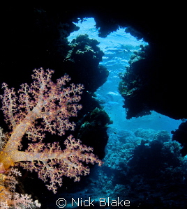 Coral and caves, St John's, Red Sea by Nick Blake 